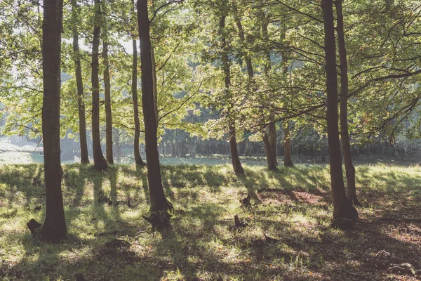 Backlit bladverliezende boom bos — Stockfoto