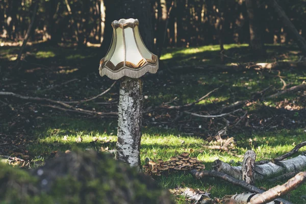 Lampshade on tree trunk — Stock Photo, Image