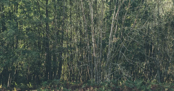 Bir çıplak ağaca ile orman. — Stok fotoğraf
