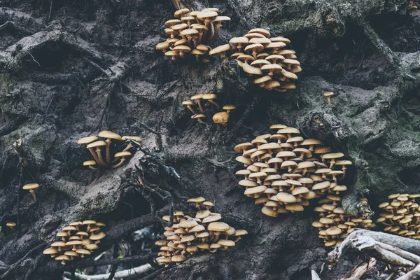 Grup grzybów rosnących pomiędzy korzeni — Zdjęcie stockowe