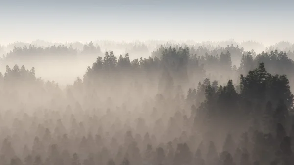 Foresta nella nebbia mattutina . — Foto Stock