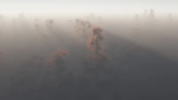 Misty pine tree forest. — Stock Photo, Image