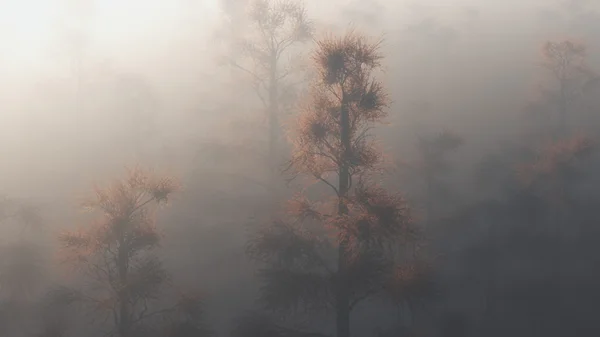 Tetejét a fenyőfák jelennek meg a ködben. — Stock Fotó
