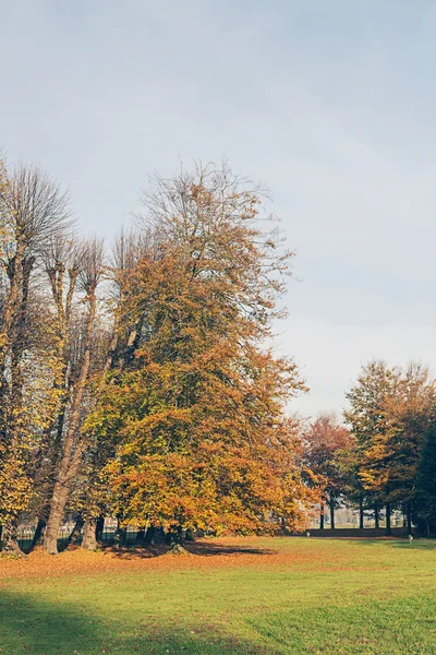 Árbol contra el cielo azul . — Foto de Stock