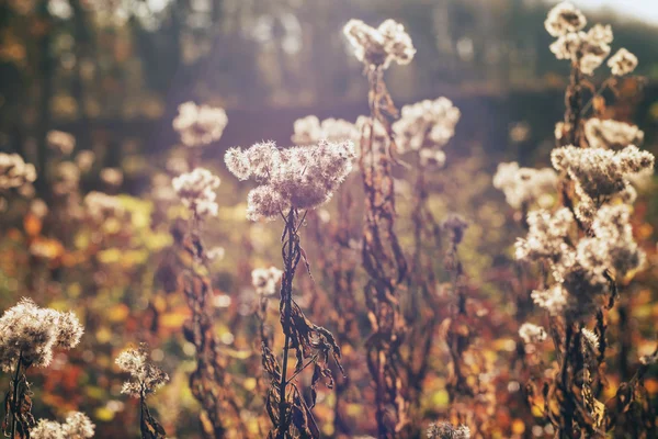 Hösten bleknat blommor — Stockfoto
