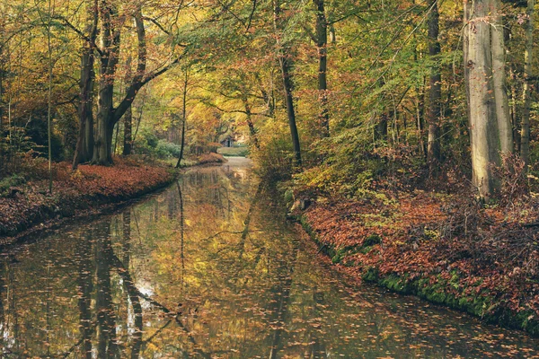 Floresta com pequeno rio . — Fotografia de Stock