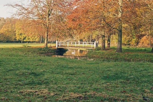 Cisne solitário sob ponte branca — Fotografia de Stock