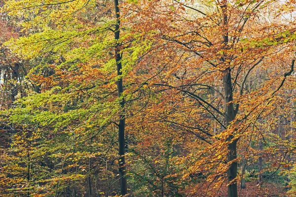 森の秋の木. — ストック写真