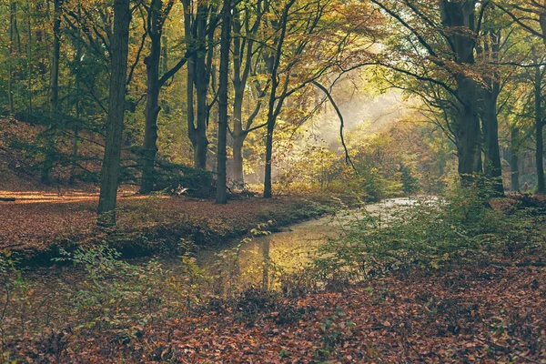 Foggy autumn forest. — Stock Photo, Image