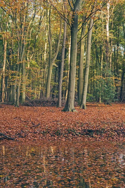 Autumn forest with   orange leaves. — Stock Photo, Image