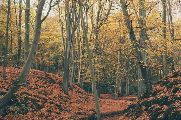 Floresta de outono com folhas de laranja. — Fotografia de Stock