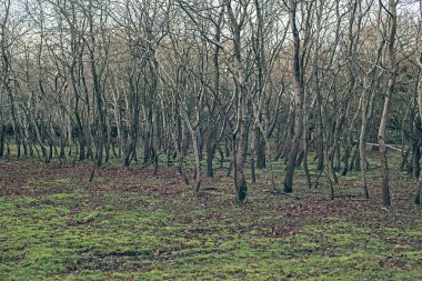 sonbahar yaprakları ile kaplı.