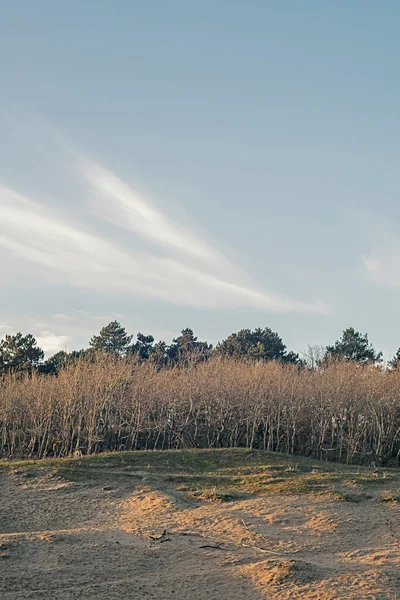 Dune çıplak ağaçlar sıra ile — Stok fotoğraf