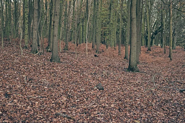 秋の森の木の幹. — ストック写真