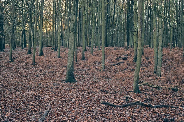 秋の森の木の幹 — ストック写真