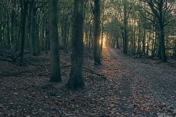 Caminho na floresta com raio de sol . — Fotografia de Stock