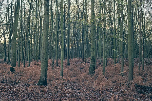 森で死んだシダ. — ストック写真