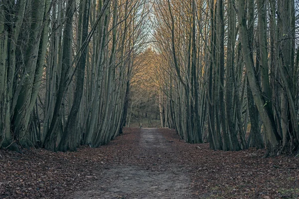 Caminho da terra na floresta . — Fotografia de Stock