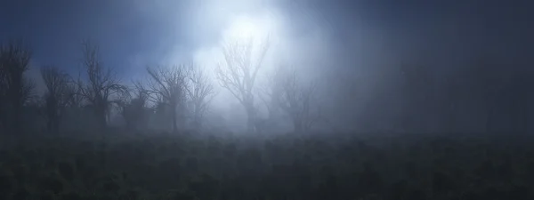 Foggy bare trees forest — Stock Photo, Image