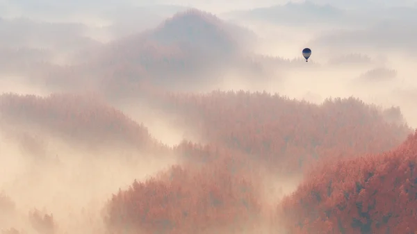 Podzimní les borovice — Stock fotografie