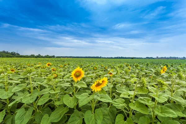 Solrosor på fältet på sommaren — Stockfoto