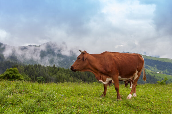 Majestic sunset in the mountains landscape. The cow is grazing in beautiful mountains, Ukraine