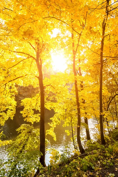 秋天公园里多姿多彩的树叶 — 图库照片