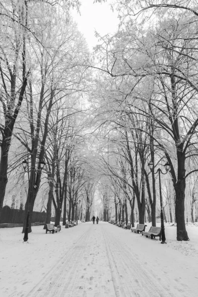 Зимний Городской Парк Утром Черное Белое — стоковое фото