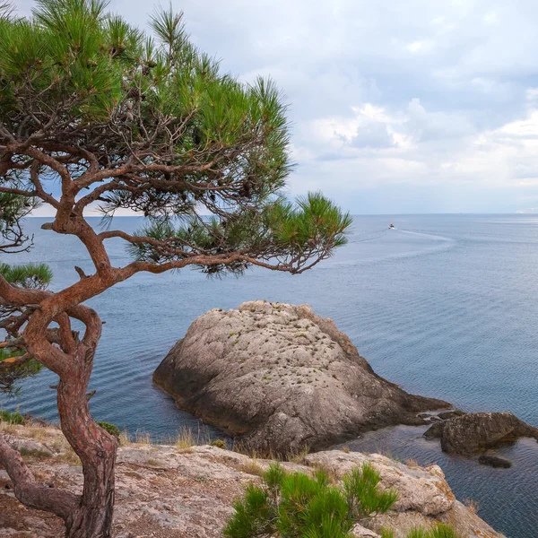 Seascape z skał i drzew — Zdjęcie stockowe