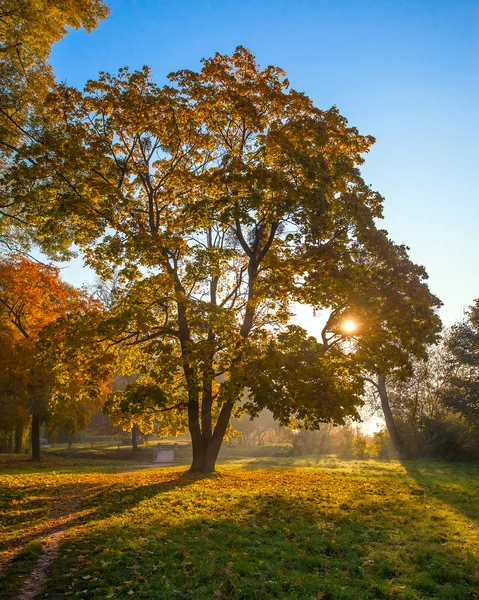 Morning sun beams in the autumn park — Stock Photo, Image