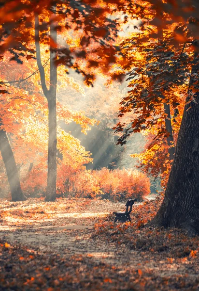 Güneş ışınları ile sonbahar Şehir Parkı — Stok fotoğraf