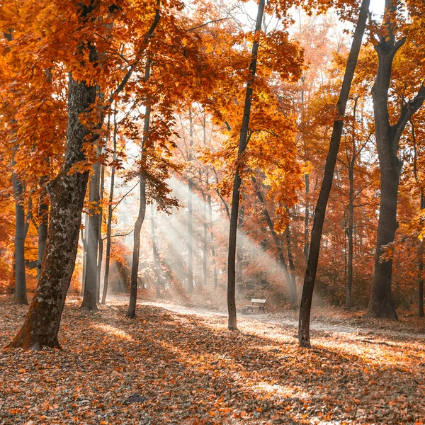 Parque de la ciudad de otoño con rayos de sol — Foto de Stock