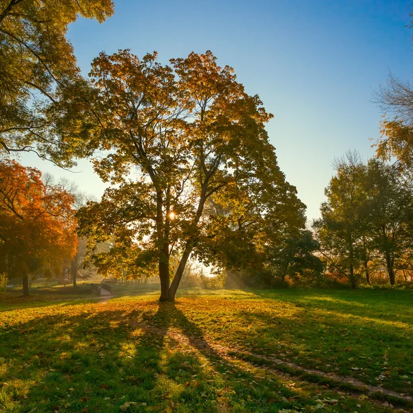 Feixes de sol da manhã no parque de outono — Fotografia de Stock