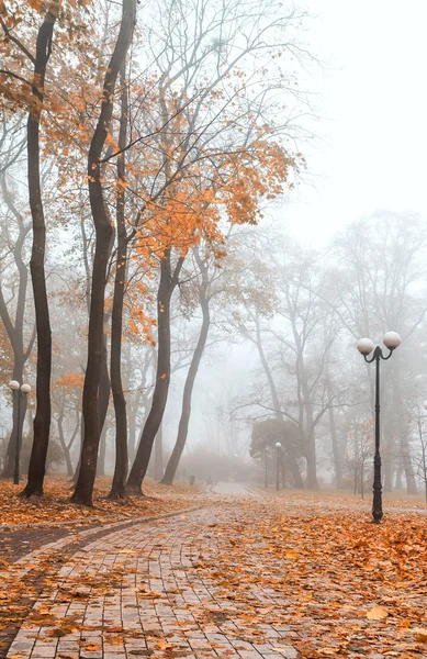 Foggy morning in city park — Stock Photo, Image