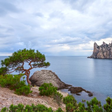kayalar ve ağaç deniz manzarası
