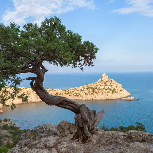 Paisaje marino con rocas y árboles — Foto de Stock