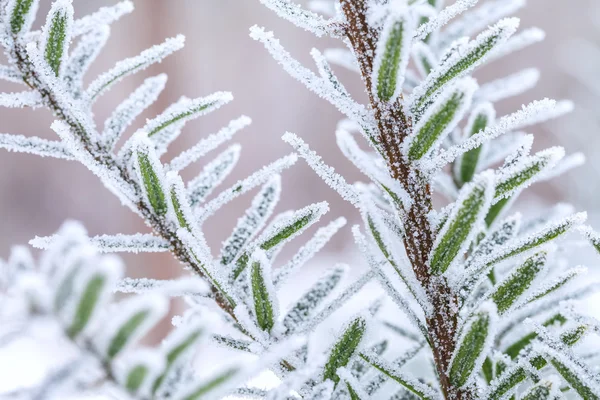 Mrożone zimowe drzewa. Zdjęcia makro z małej głębi ostrości — Zdjęcie stockowe