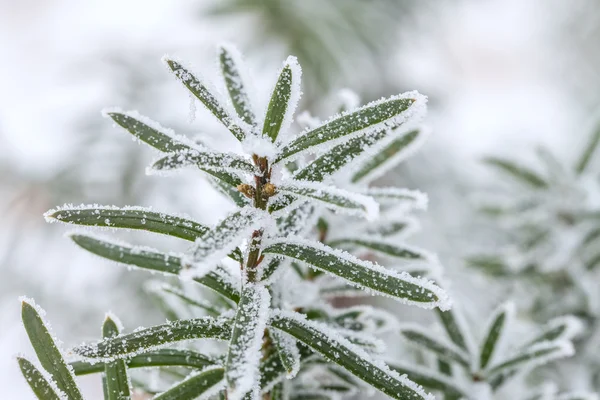 Frozen winter tree. Macro shot with small depth of field — Stock Photo, Image