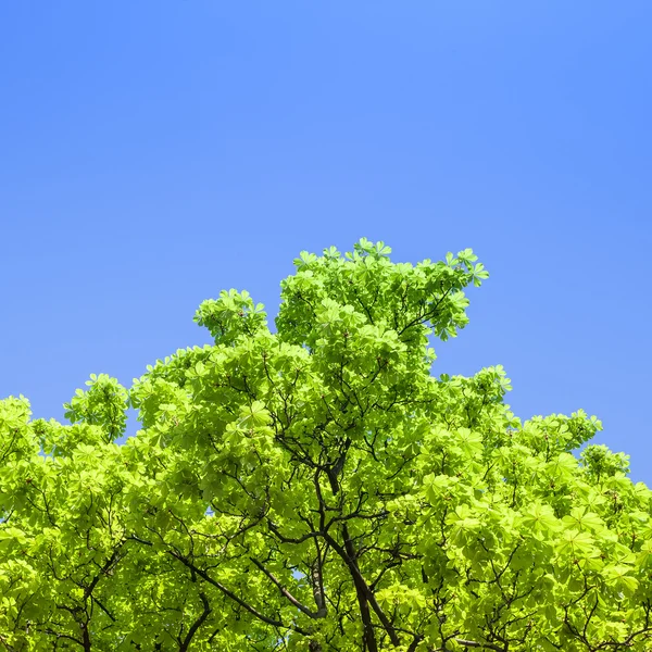 Gröna grenar i en trä- och blå himmel — Stockfoto