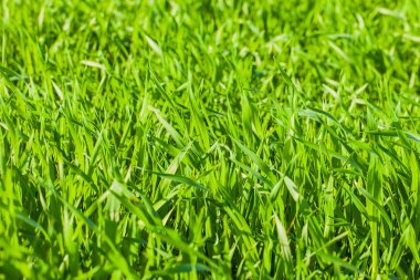 Taze, kalın otlara yakın.