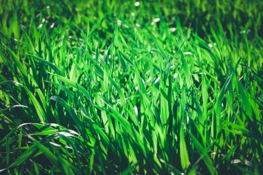 Taze, kalın otlara yakın.