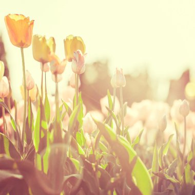 çiçekleri gündoğumu