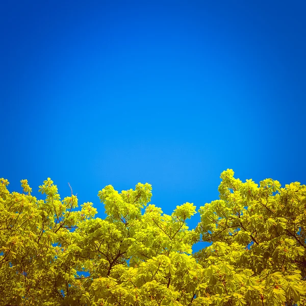 Groene takken in een hout en blauwe hemel — Stockfoto