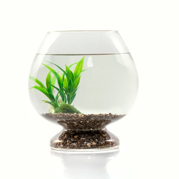 Aquarium, algen en stenen geïsoleerd op wit — Stockfoto