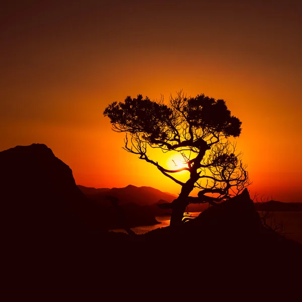 Lever de soleil dans les montagnes avec arbre et mer. Crimée paysage . — Photo