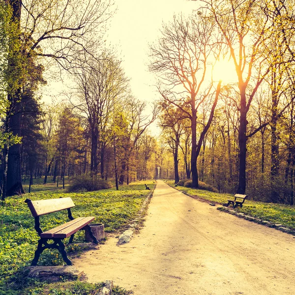 Piękną wiosnę krajobraz. Ława i chodnik w parku rano — Zdjęcie stockowe