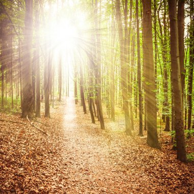 Bahar parkta sabah güneş ışınları