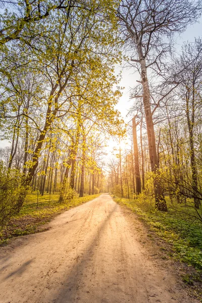 Beautiful spring landscape with green grass and footpath in city park — Stock Photo, Image