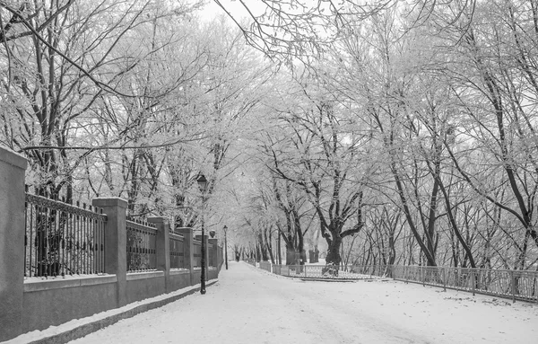 Městský park zimní ráno — Stock fotografie