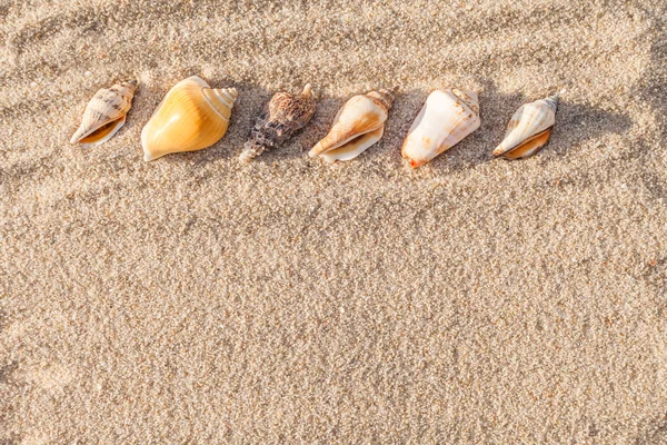 Snäckskal med sand som bakgrund — Stockfoto